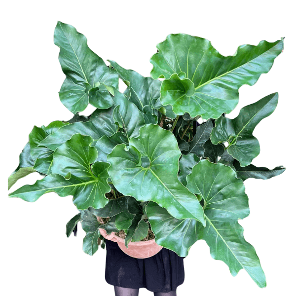 Anthurium Brownii (Araceae)