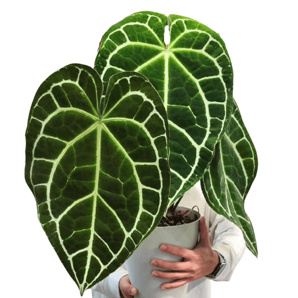 Anthurium Crystallinum – Rare Velvet Heart Leaf Aroid