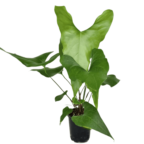 Anthurium Watermaliense – Black Flowering Plant