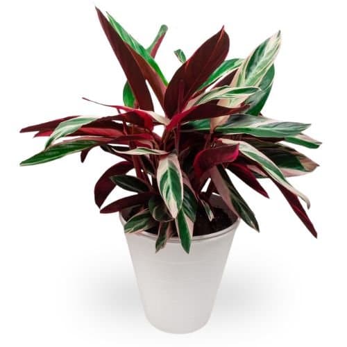 Calathea Stromanthe Triostar