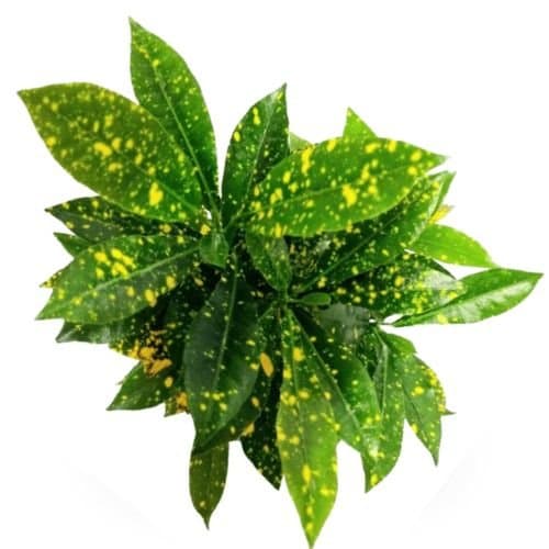 Lemon Croton – Gold Sun