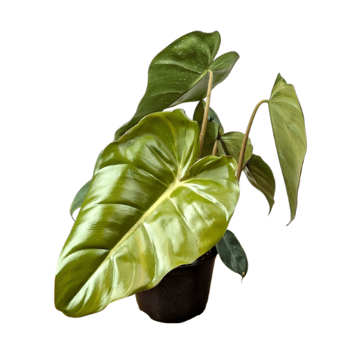 Philodendron Billienum – Billietiae × Pastazanum Hybrid Rare Plant