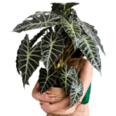 Philodendron Bipinnatifidum Super Atom