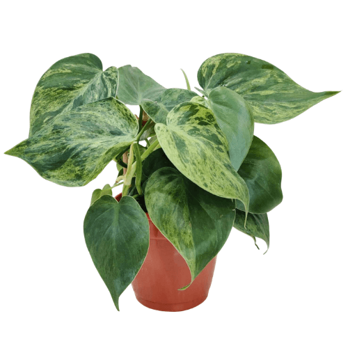 Philodendron Hederaceum (Oxycardium) Marble