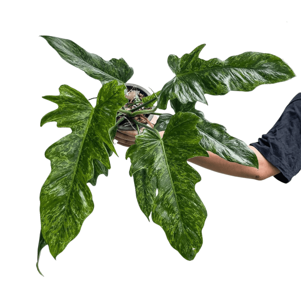 Philodendron Minarum – Rare Tropical Plant