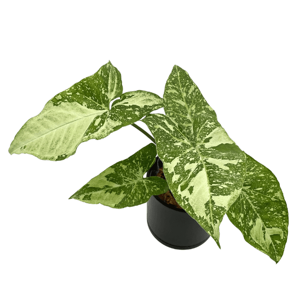 Syngonium Panda Galaxy – Rare Collector Plant