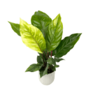 ZZ Plant in Decorative Pot – Perfect Gift